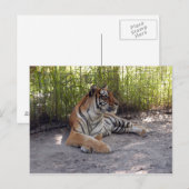 Tigersermonti-001 Postkarte (Vorne/Hinten)