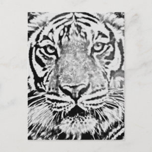 Tigerstärke_ Postkarte