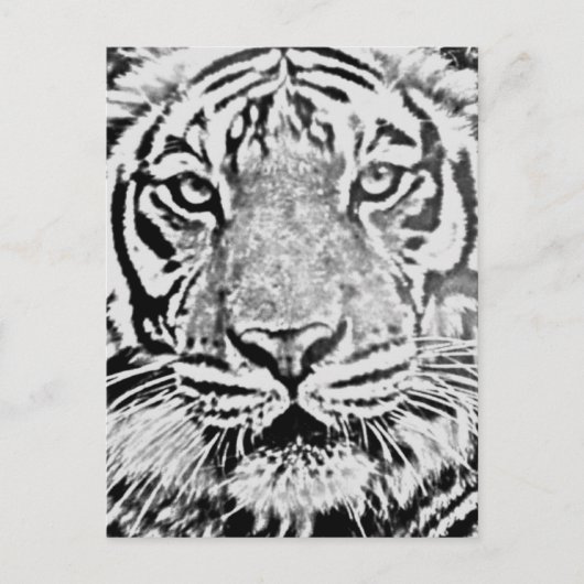 Tigerstärke_ Postkarte (Vorderseite)
