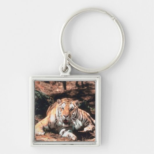 Tigerstillstehen Schlüsselanhänger (Vorne)
