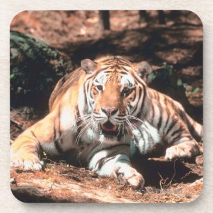 Tigerstillstehen Untersetzer