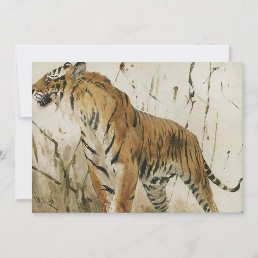 Tigerstudie | Wilhelm Kuhnert (Vorderseite)