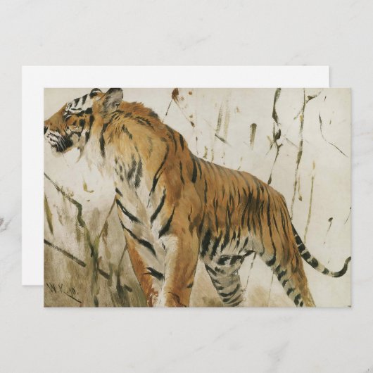 Tigerstudie | Wilhelm Kuhnert (Vorne/Hinten)