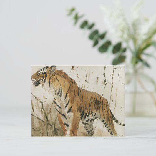 Tigerstudie | Wilhelm Kuhnert Postkarte (Stehend Vorderseite)