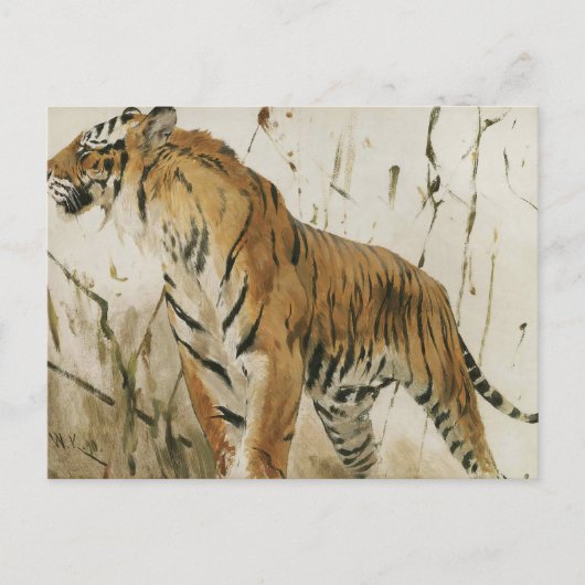 Tigerstudie | Wilhelm Kuhnert Postkarte (Vorderseite)