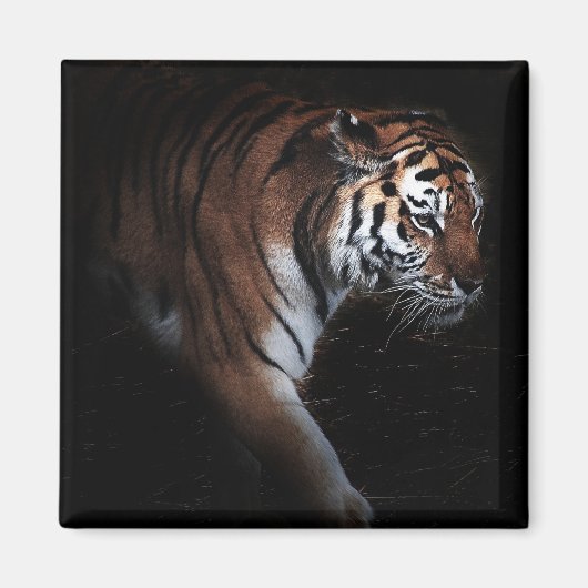 Tigersuche Magnet (Vorne)