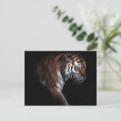 Tigersuche Postkarte (Stehend Vorderseite)