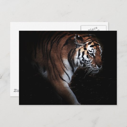 Tigersuche Postkarte (Vorne/Hinten)