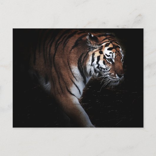 Tigersuche Postkarte (Vorderseite)