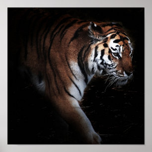 Tigersuchplakat Poster