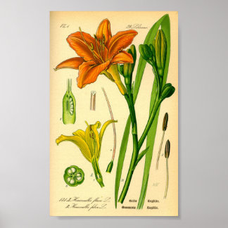 Tigertaglilie (Hemerocallis fulva) Druck Poster