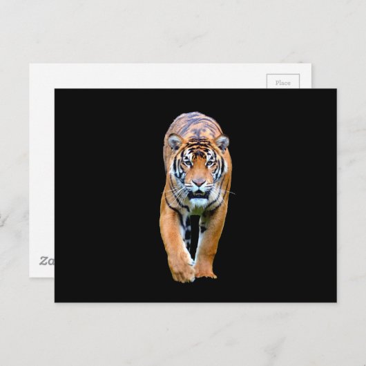 Tigertier Postkarte (Vorne/Hinten)