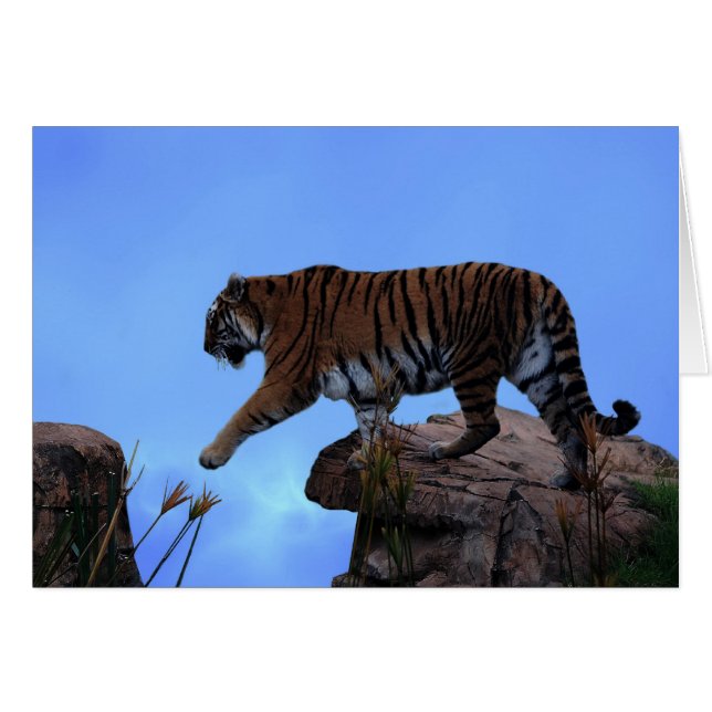 Tigerüberquerung (Vorderseite (Horizontal))