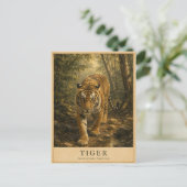 Tigerwälder Indiens VINTAGE Postkarte (Stehend Vorderseite)