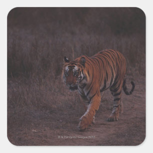 Tigerwanderungen auf dem Weg Quadratischer Aufkleber