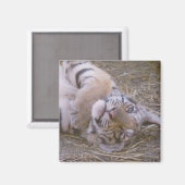 Tigerwürfel Magnet (Vorderseite/Rückseite)