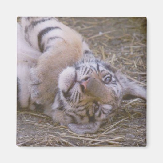 Tigerwürfel Magnet (Vorne)