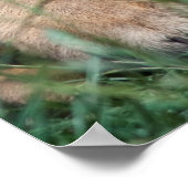 Tigerwürfel Poster (Ecke)