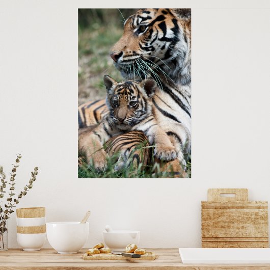 Tigerwürfel Poster (Küche)