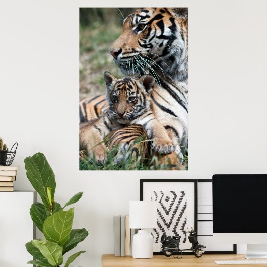 Tigerwürfel Poster (Heimbüro)