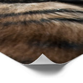 Tigerwürfel Poster (Ecke)