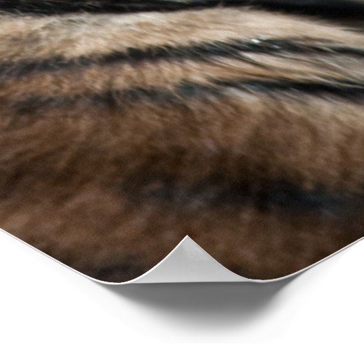 Tigerwürfel Poster (Ecke)