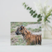 Tigerwürfel Postkarte (Stehend Vorderseite)