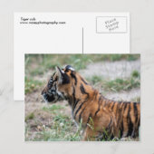 Tigerwürfel Postkarte (Vorne/Hinten)