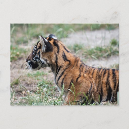 Tigerwürfel Postkarte (Vorderseite)