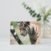 Tigerwürfel Postkarte (Stehend Vorderseite)