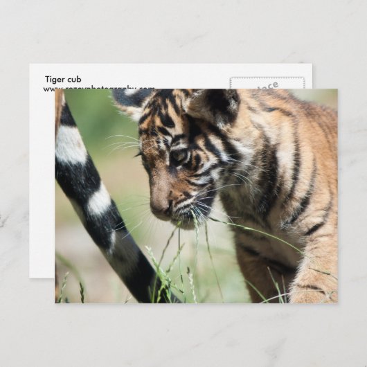 Tigerwürfel Postkarte (Vorne/Hinten)