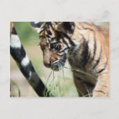 Tigerwürfel Postkarte (Vorderseite)