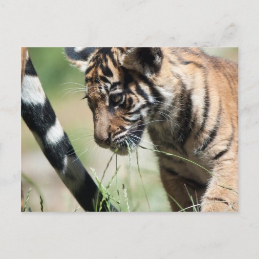 Tigerwürfel Postkarte (Vorderseite)