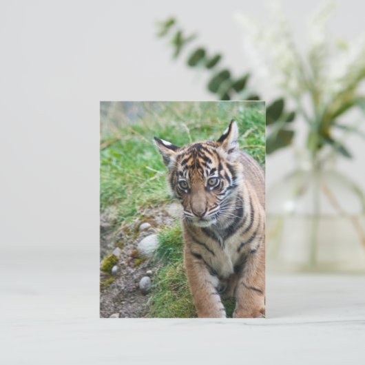 Tigerwürfel Postkarte (Stehend Vorderseite)