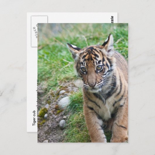 Tigerwürfel Postkarte (Vorne/Hinten)