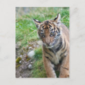Tigerwürfel Postkarte (Vorderseite)
