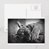 Tigerwürfel Postkarte (Vorne/Hinten)