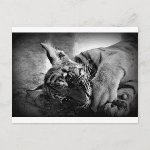 Tigerwürfel Postkarte