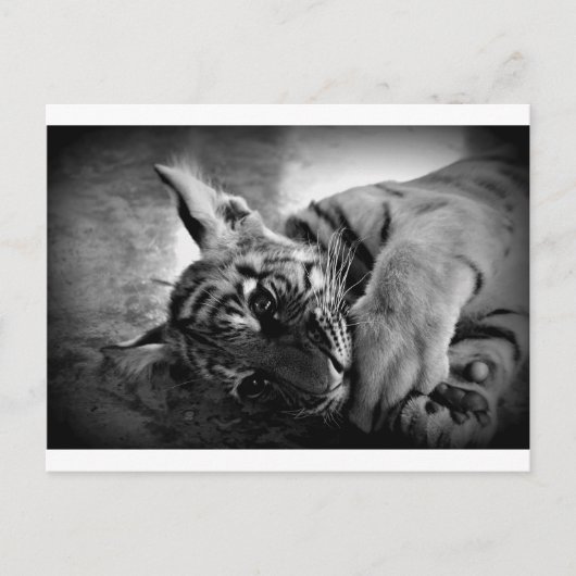 Tigerwürfel Postkarte (Vorderseite)