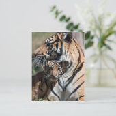Tigerwürfel Postkarte (Stehend Vorderseite)