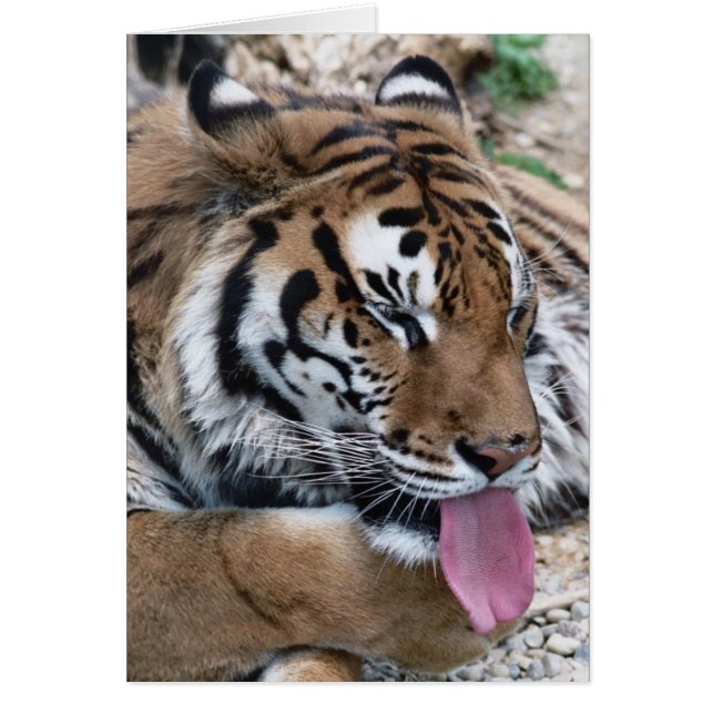 Tigerzunge (Vorne)