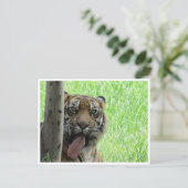 Tigerzunge Postkarte (Stehend Vorderseite)