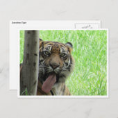 Tigerzunge Postkarte (Vorne/Hinten)