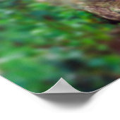 Tigre de Bengala Poster (Ecke)