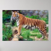 Tigre de Bengala Poster (Vorne)