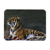 Tigress Magnet (Horizontal)