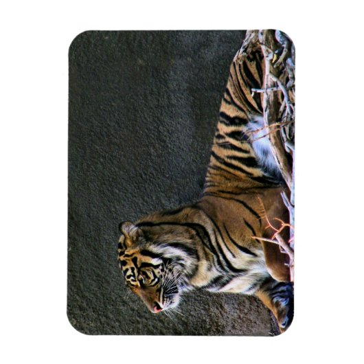 Tigress Magnet (Vertikal)