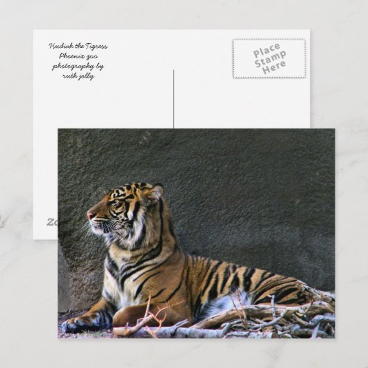 Tigress Postkarte (Vorne/Hinten)
