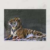 Tigress Postkarte (Vorderseite)