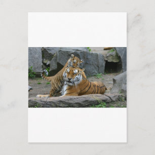 Tigress und spielerischer Tigercub 1 Postkarte